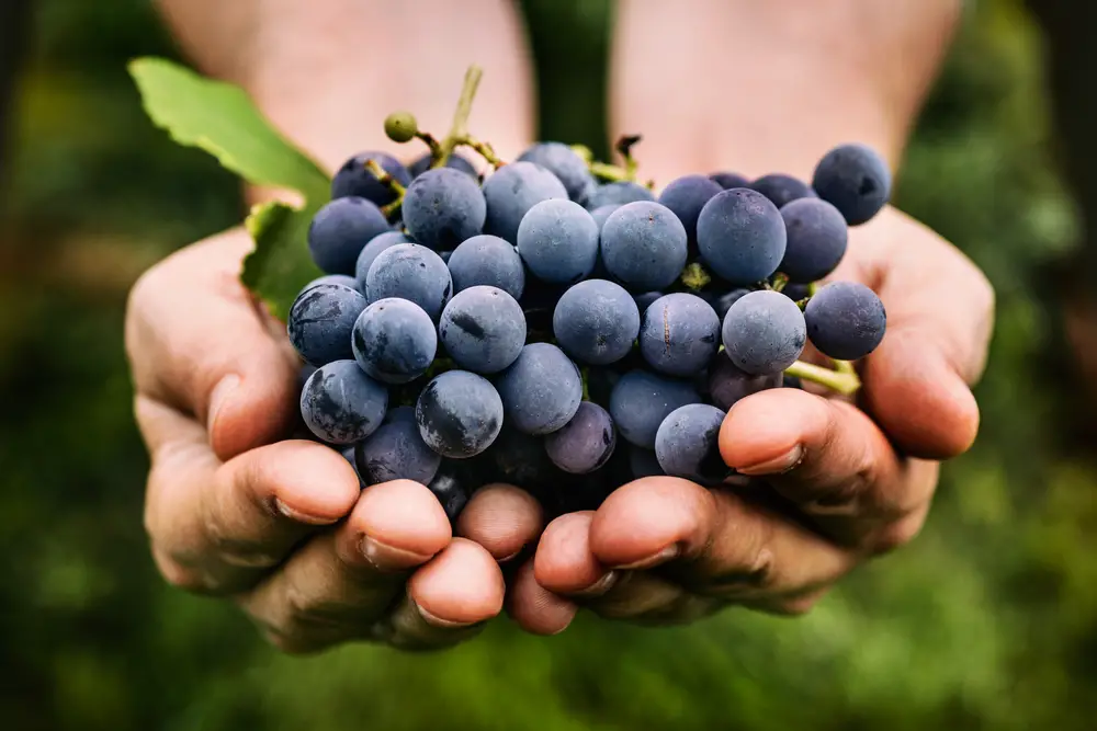 Estudio: las uvas pueden actuar como un protector solar comestible